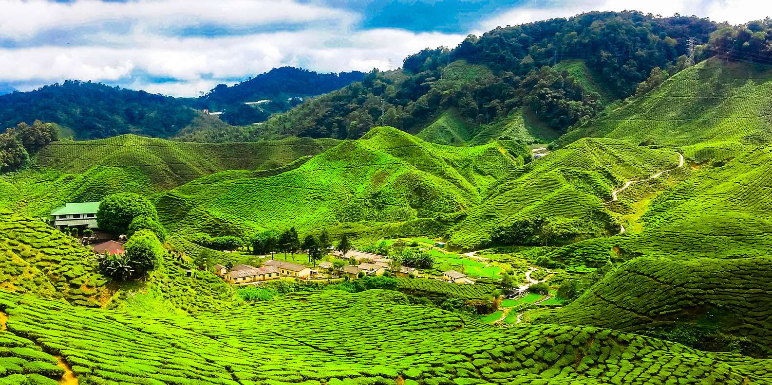 Cameron Highlands Tour 1
